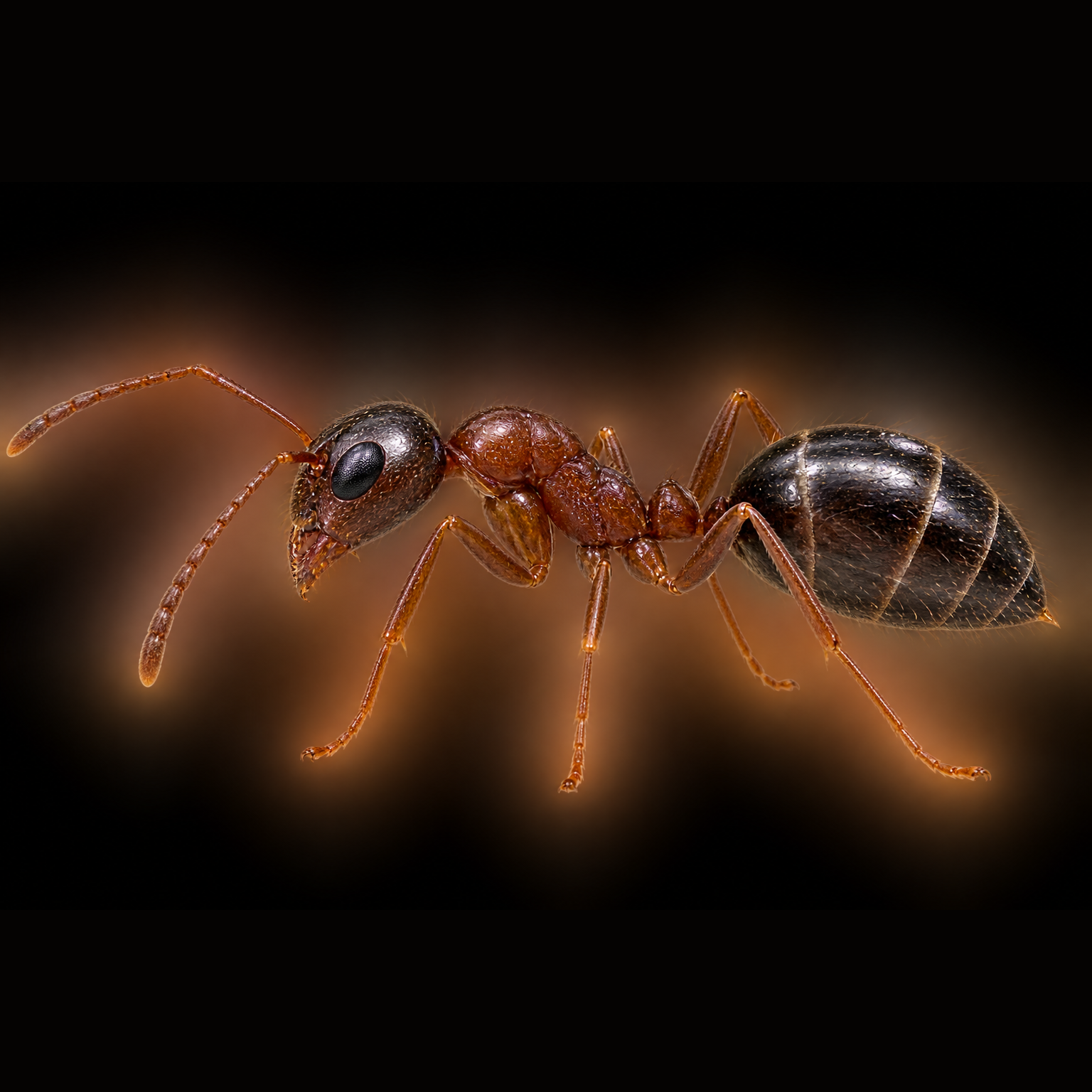 Ants