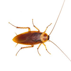 Roaches