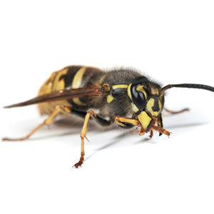 Yellow Jackets