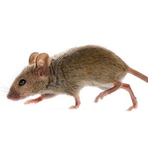 Rodent Control